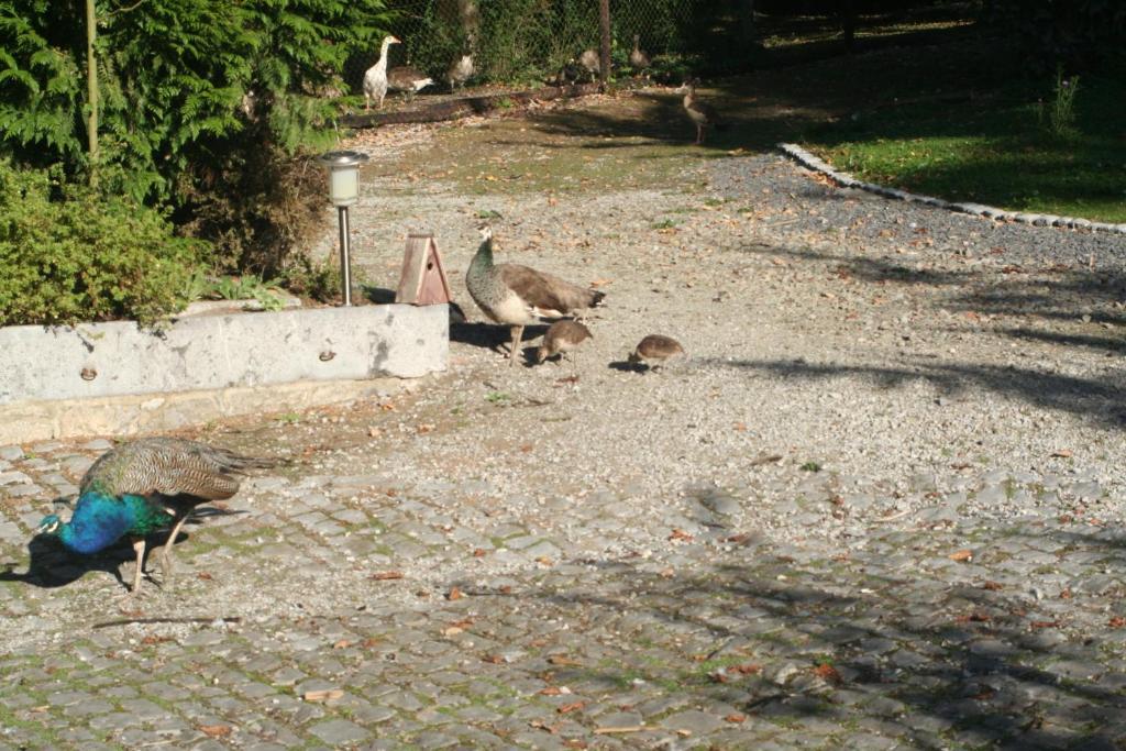 Tromcourt Couvin Exterior foto